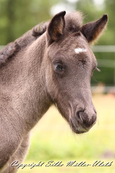 _MG_5679.JPG - Rafael von Heidmoor 4 Tage alt