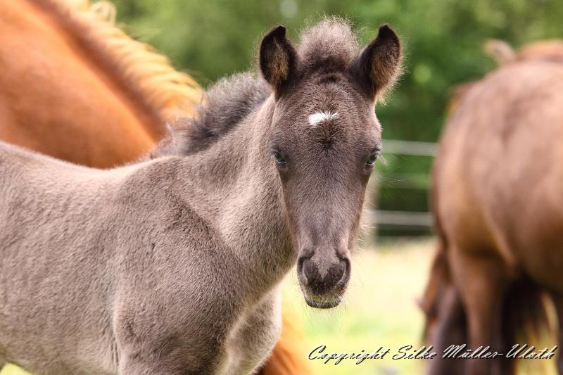 _MG_5690.JPG - Rafael von Heidmoor 4 Tage alt
