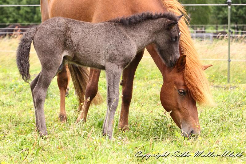 _MG_5696.JPG - Rafael von Heidmoor 4 Tage alt