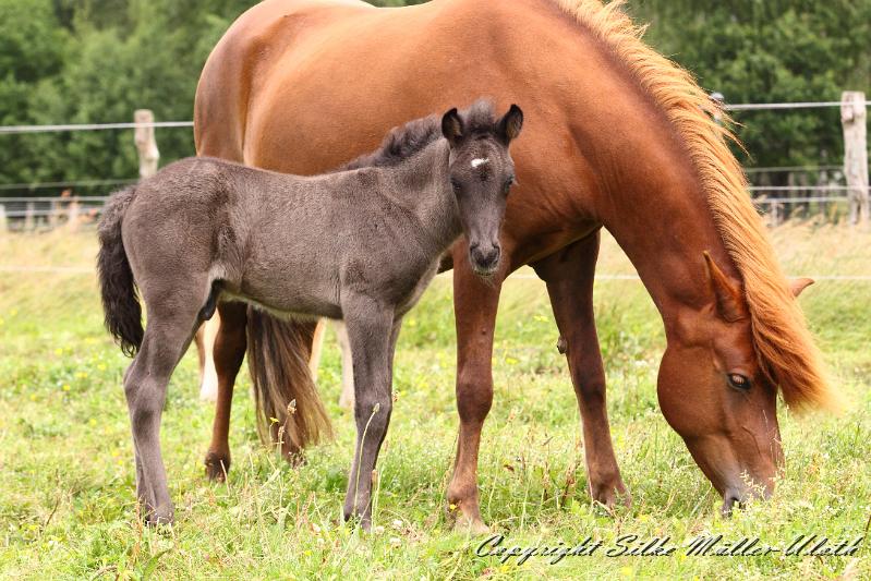 _MG_5702.JPG - Rafael von Heidmoor 4 Tage alt