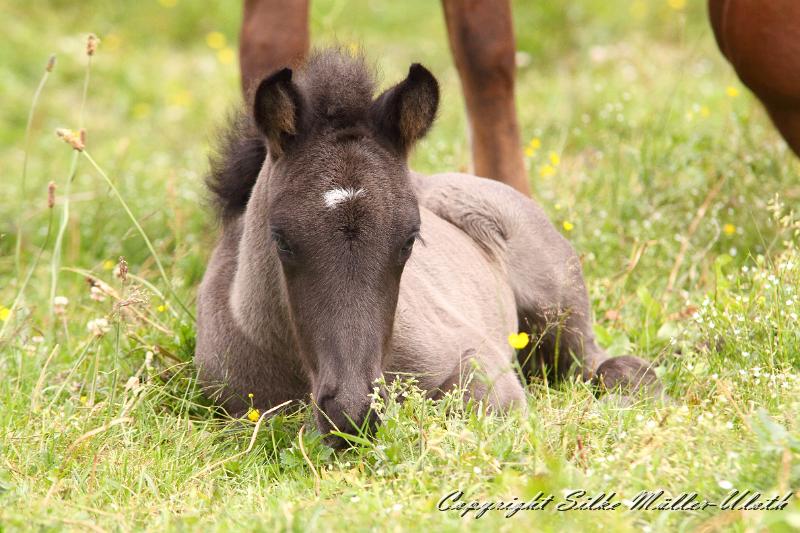 _MG_5704.JPG - Rafael von Heidmoor 4 Tage alt