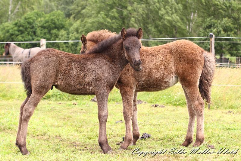_MG_5710.JPG - Konstantin von Heidmoor 3 Wochen alt