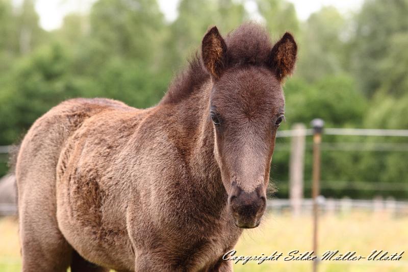 _MG_5722.JPG - Konstantin von Heidmoor 3 Wochen alt