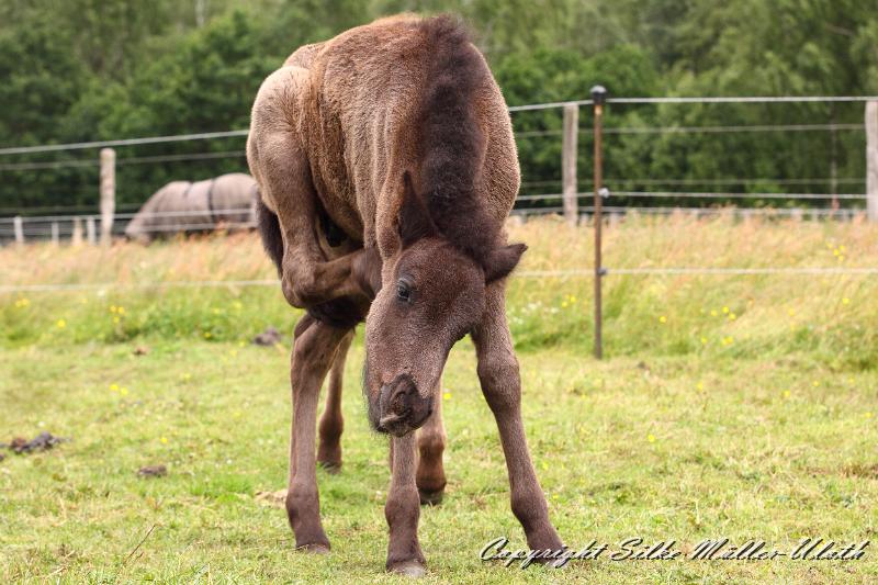 _MG_5723.JPG - Konstantin von Heidmoor 3 Wochen alt