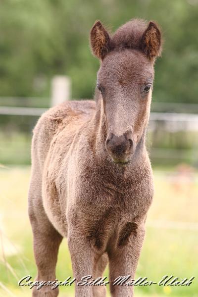 _MG_5725.JPG - Konstantin von Heidmoor 3 Wochen alt
