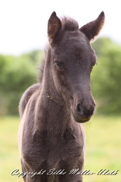 _MG_5741.JPG - Dhalia von Heidmoor 4 Tage alt