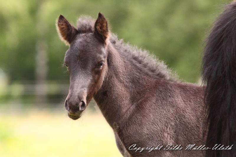 _MG_5755.JPG - Dhalia von Heidmoor 4 Tage alt