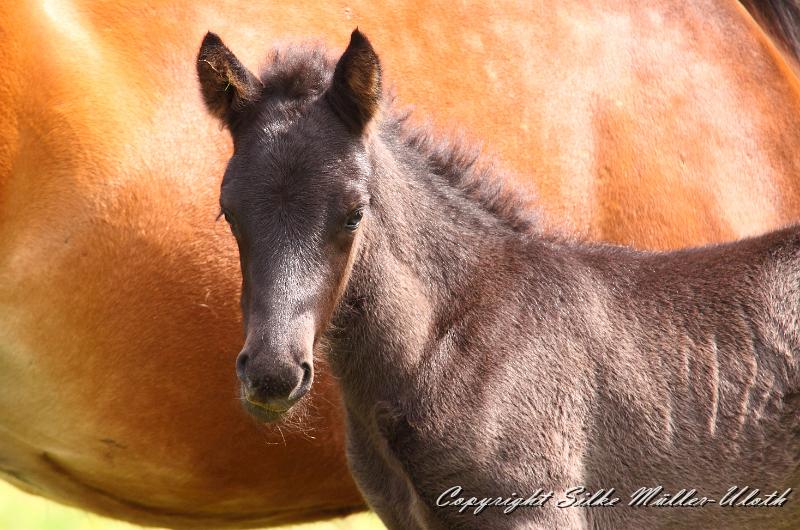 _MG_5764a.jpg - Dhalia von Heidmoor 4 Tage alt