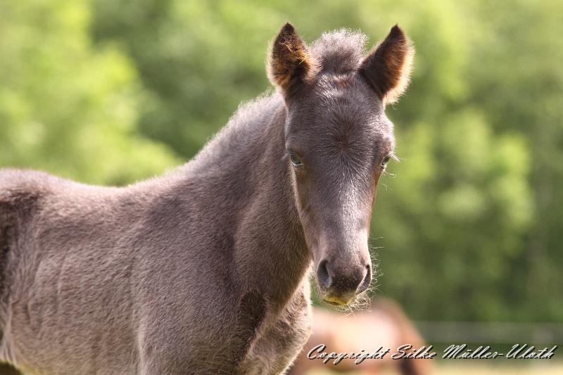 _MG_5766.JPG - Dhalia von Heidmoor 4 Tage alt