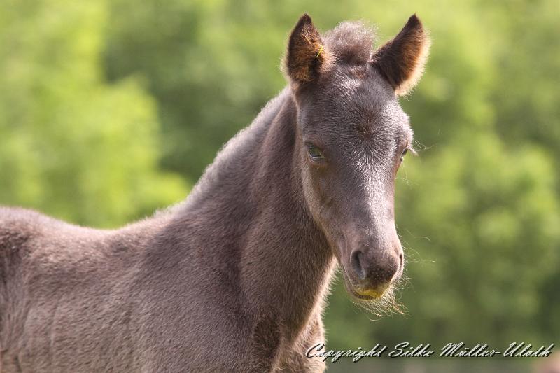 _MG_5767.JPG - Dhalia von Heidmoor 4 Tage alt