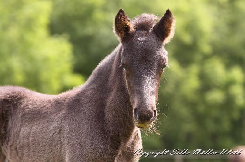 _MG_5768a.jpg - Dhalia von Heidmoor 4 Tage alt