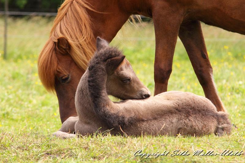 _MG_5775.JPG - Neo von Heidmoor