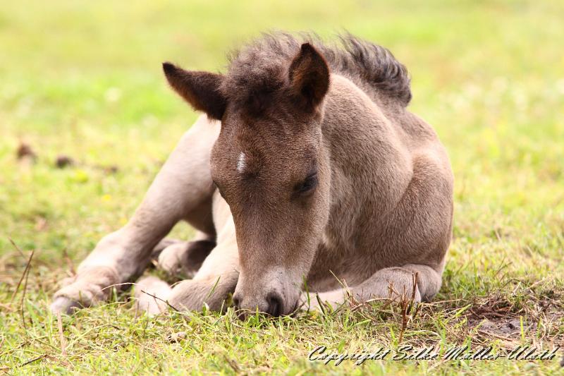 _MG_5802.JPG - Neo von Heidmoor - 2 Wochen alt