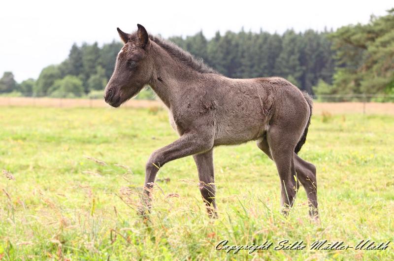 _MG_5807a.jpg - Rafael von Heidmoor 4 Tage alt