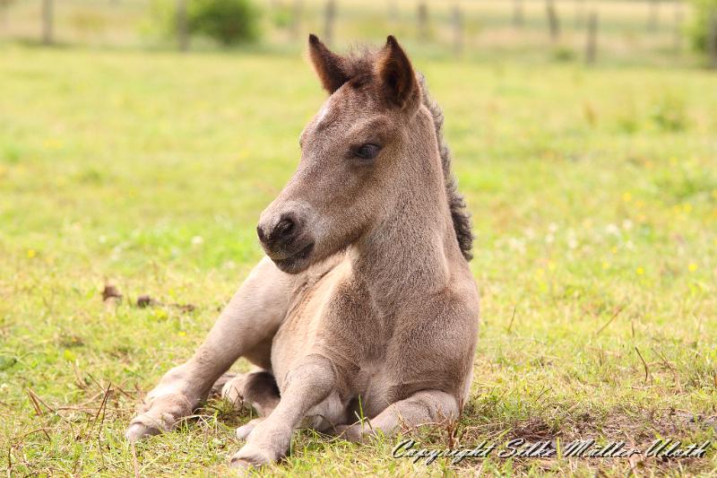_MG_5816.JPG - Neo von Heidmoor - 2 Wochen alt