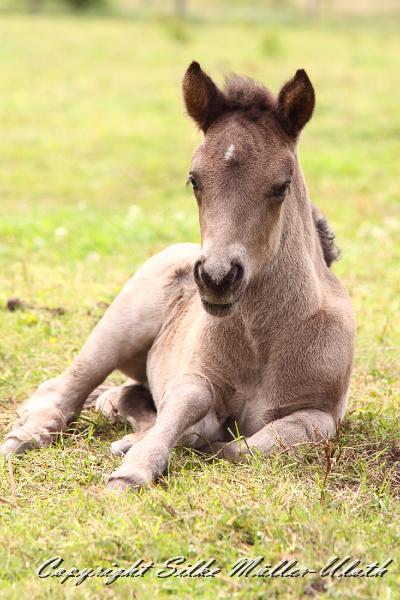 _MG_5818.JPG - Neo von Heidmoor - 2 Wochen alt