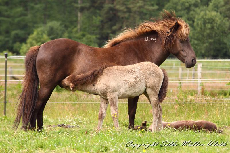 _MG_5822.JPG - Grima fra Korpu und ihre Tochter Farsael von Heidmoor