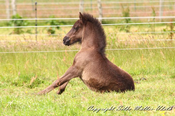 _MG_5824.JPG - Orson von Heidmoor