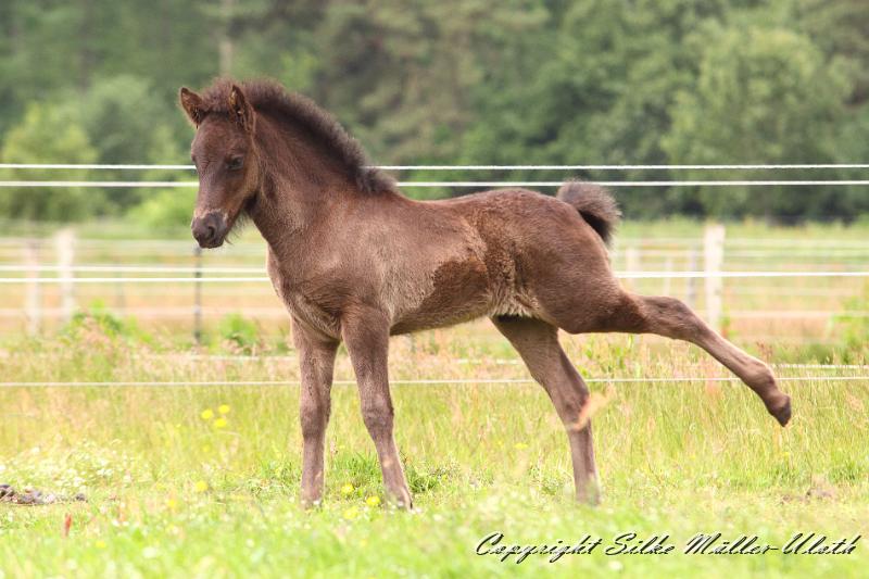 _MG_5825.JPG - Orson von Heidmoor - Morgengymnastik
