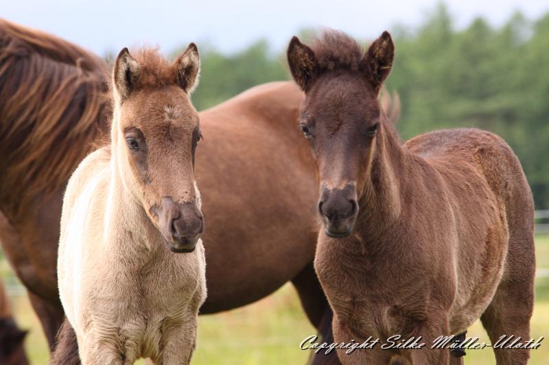 _MG_5839.JPG - Farsael und Orson
