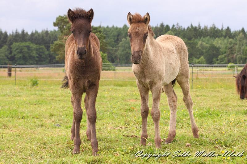 _MG_5841.JPG - Farsael und Orson