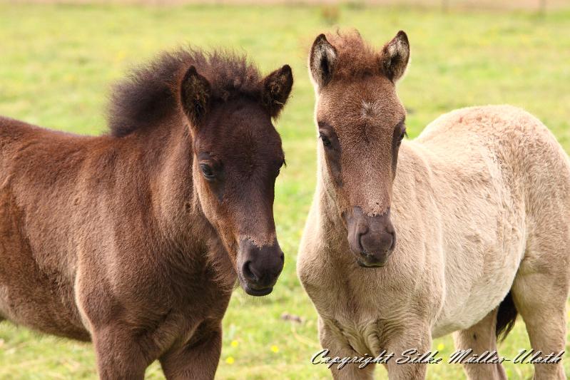 _MG_5844.JPG - Orson und Farsael