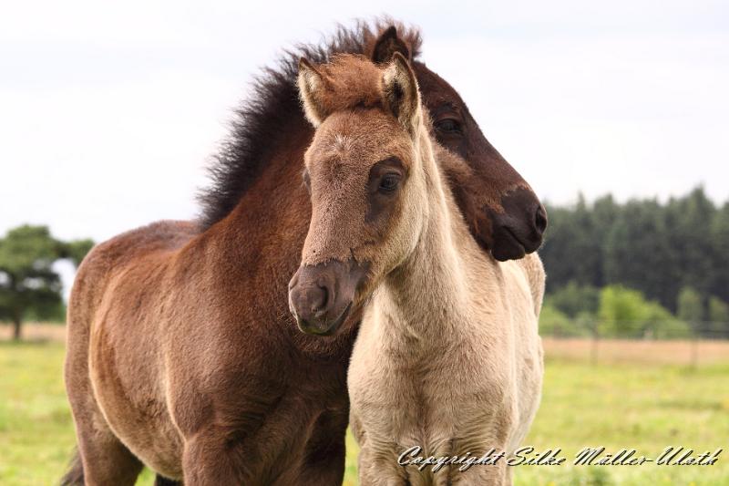 _MG_5855.JPG - Farsael und Orson