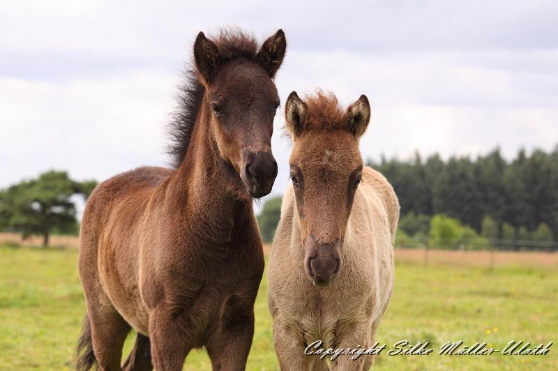_MG_5858.JPG - Orson und Farsael