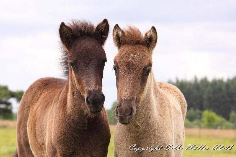 _MG_5863.JPG - Orson und Farsael