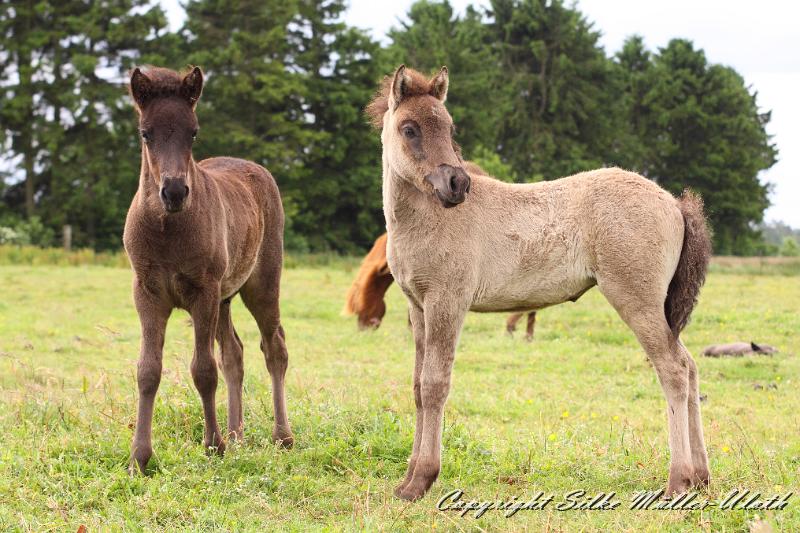 _MG_5871.JPG - Orson und Farsael