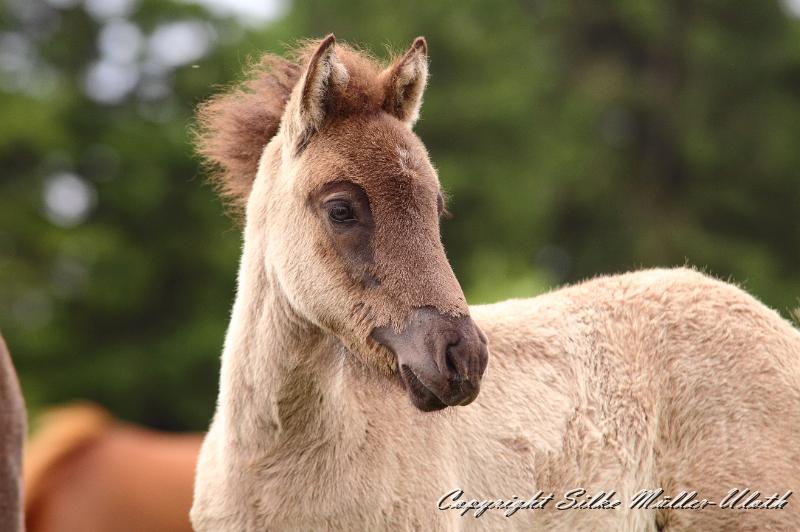 _MG_5875.JPG - Fasael von Heidmoor
