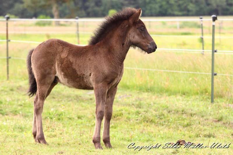 _MG_5886.JPG - Orson von Heidmoor