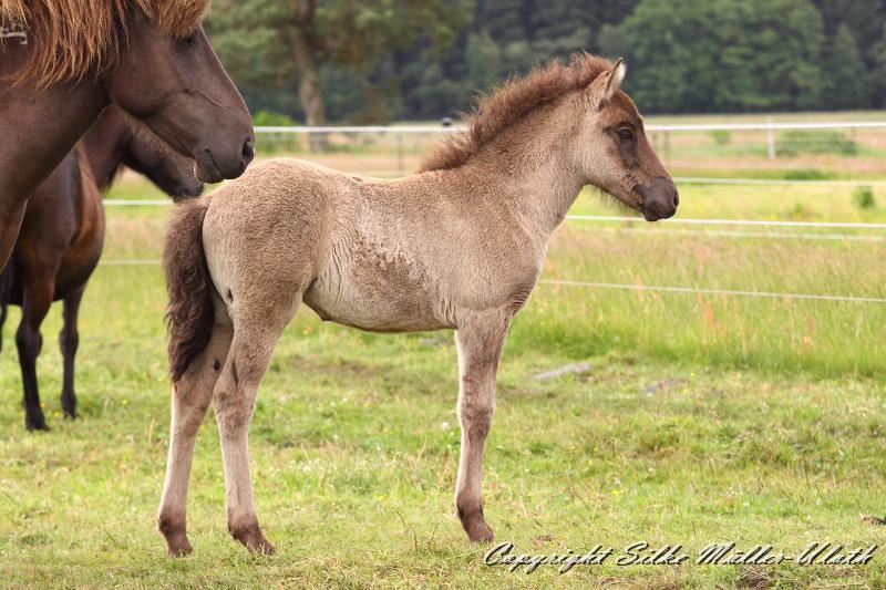 _MG_5888.JPG - Farsael von Heidmoor