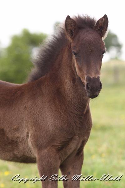 _MG_5965.JPG - Orson von Heidmoor - ein Alvar fra Stora-Hofi Sohn
