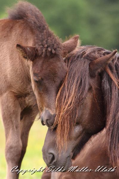 _MG_6004.JPG - Orson von Heidmoor