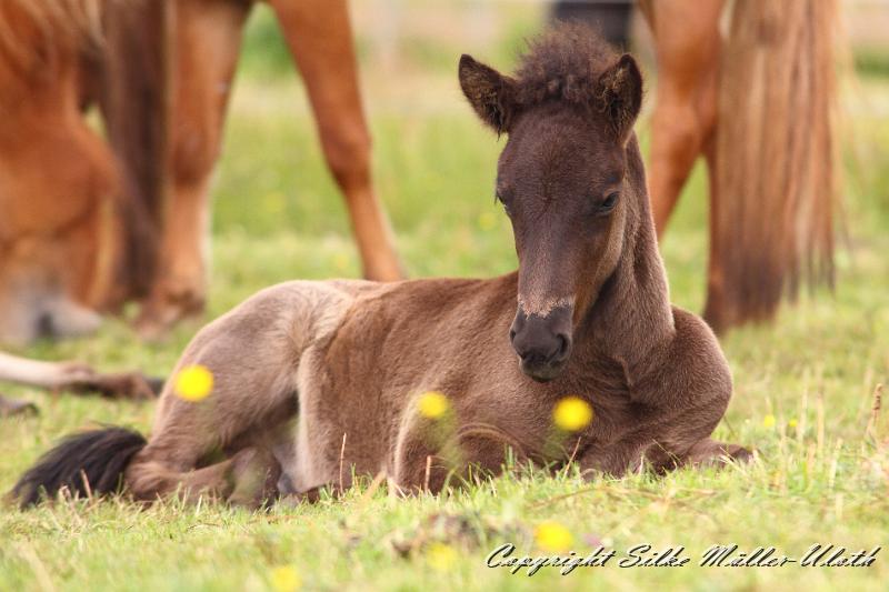_MG_6015.JPG - Orson von Heidmoor