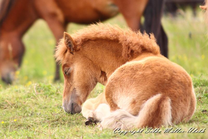 _MG_6022.JPG - Bjarkar von Heidmoor