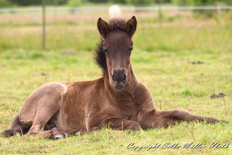 _MG_6024.JPG - Orson von Heidmoor
