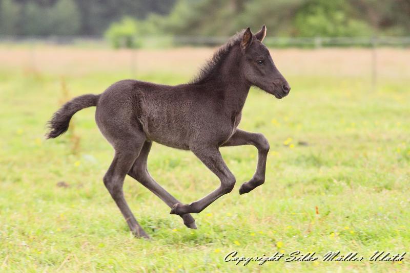 _MG_6046a.jpg - Dhalia von Heidmoor 4 Tage alt