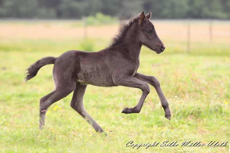 _MG_6049a.jpg - Dhalia von Heidmoor 4 Tage alt