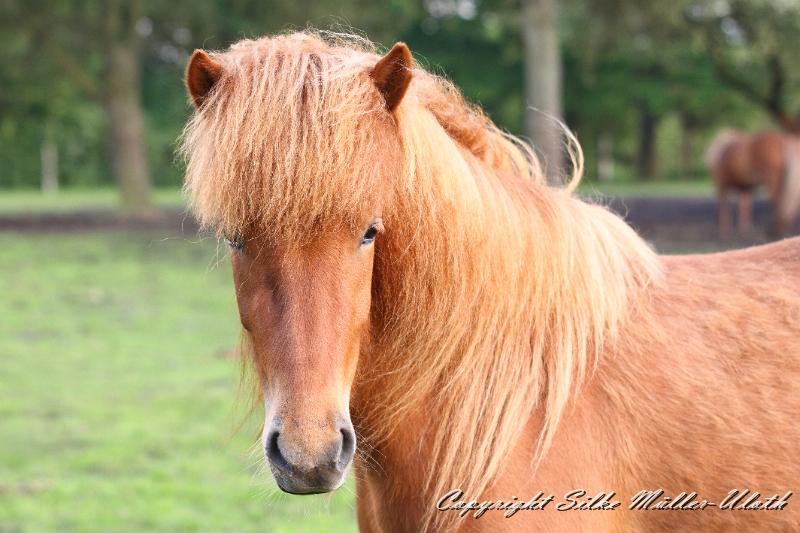 _MG_1534.JPG - Lenja von Heidmoor