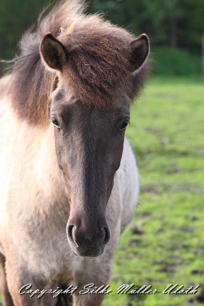 _MG_1547.JPG - Ima von Heidmoor Jahrgang 2010
