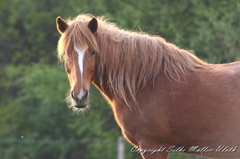 _MG_1550.JPG - Huld fra Hamaraendum