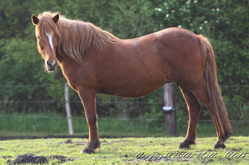 _MG_1552.JPG - Huld fra Hamaraendum