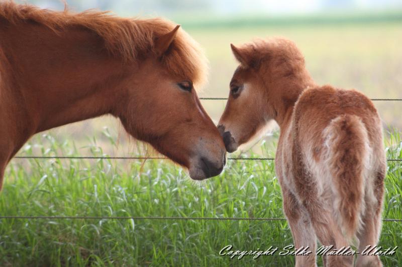 _MG_1645.JPG - Lenja und Bjarkar