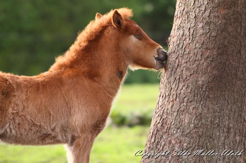 _MG_1678.JPG - Bjarkar von Heidmoor - hm schmeckt gut, oder?