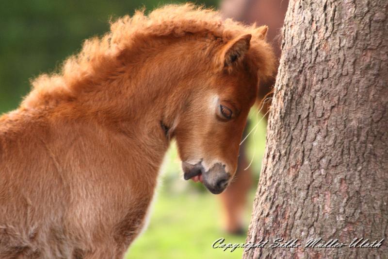 _MG_1680.JPG - Vielleicht eher doch nicht ...
