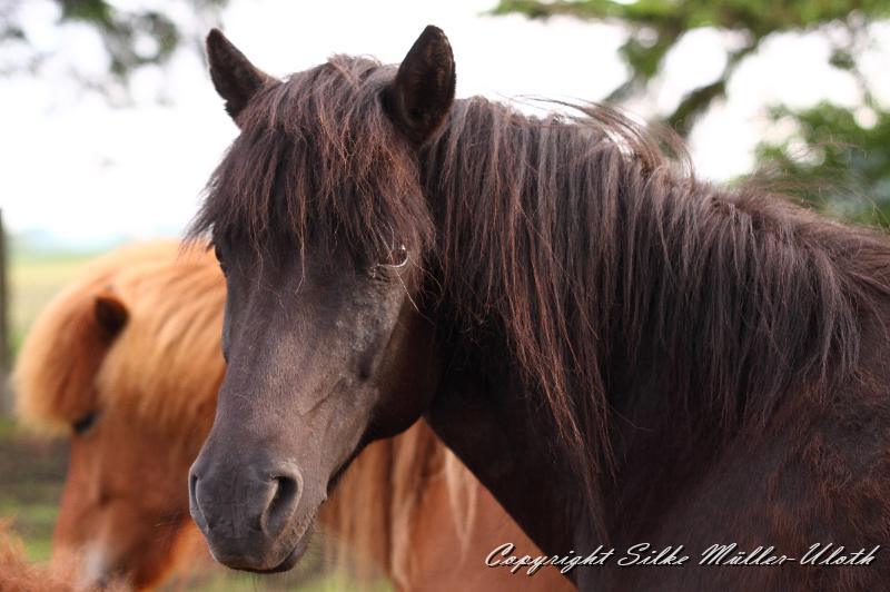 _MG_1684.JPG - Brak fra Kopavogi