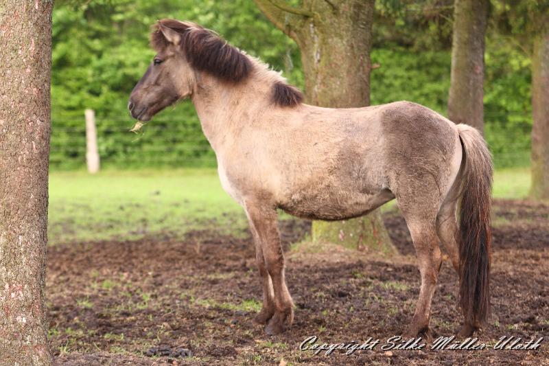 _MG_1687.JPG - Ima von Heidmoor