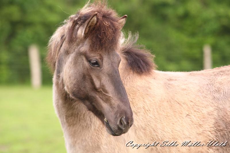 _MG_1688.JPG - Ima von Heidmoor
